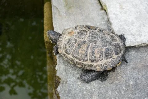 Turtle in pond close up view grey shell Stock Photos