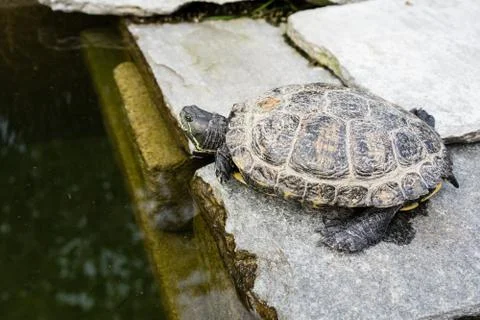 Turtle in pond close up view grey shell Stock Photos