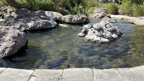 Turtle Pond Closeup Stock Footage 213369756