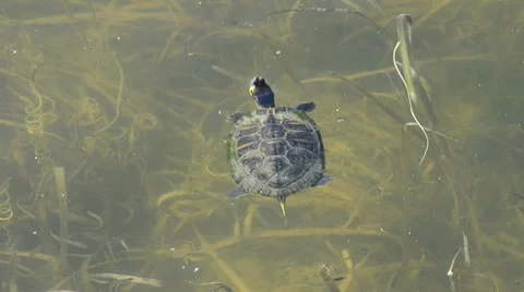 Turtle in a pond Vidéo 10791552