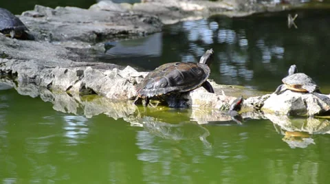 Turtle in pond Stock Footage 36417485