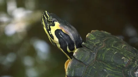Turtle at the pond Stockbeeldmateriaal 43801553