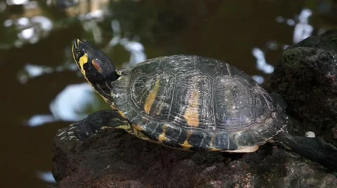 Turtle at the pond Stock Footage 43801555