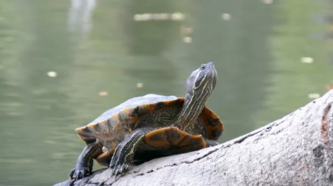 Turtle at pond Stock Footage 61336691