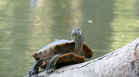 Turtle at pond Stock Footage 61337245