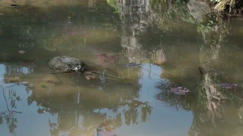 Turtle in a pond Vidéo 108486430