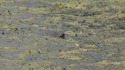 Turtle In Pond Video stock 132666455