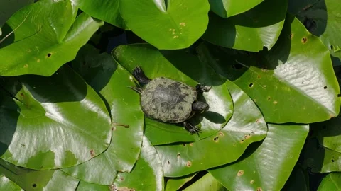 Turtle in the pond Video stock 137656451