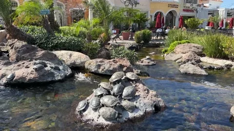 Turtle Pond Stock Footage 174862986