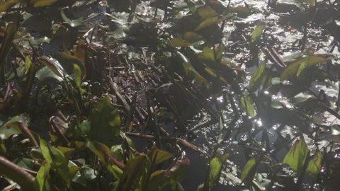 Turtle in a pond Video stock 246419770