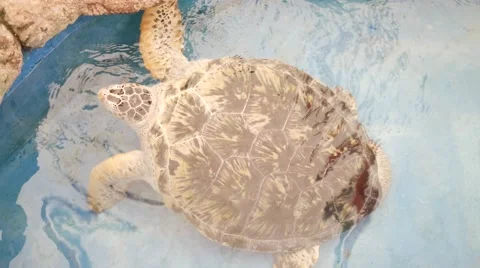 Turtle in the pond handle head play. 스톡 동영상 60802334