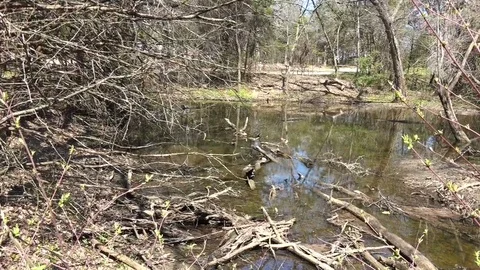 Turtle Pond Long Zoom  Stock Footage 104991662