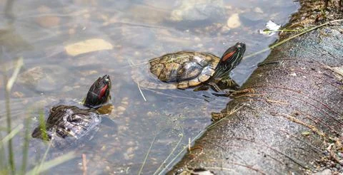 Turtle in a pond in nature. Stock Photos