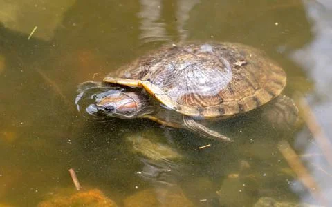 Turtle in a pond in nature. Stock Photos