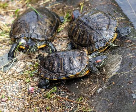 Turtle in a pond in nature. Stock Photos