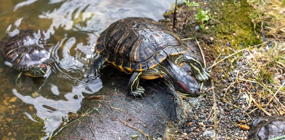 Turtle in a pond in nature. Stock Photos