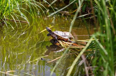 Turtle in a pond in nature. Stock Photos