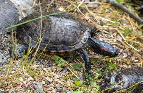 Turtle in a pond in nature. Stock Photos