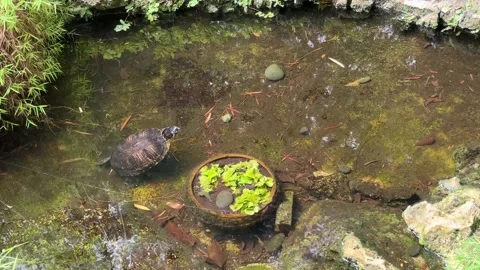 Turtle in the pond in park Miami Beach Stock Footage 249947253
