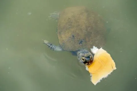 Turtle in pond Foto stock