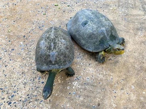 Turtle in the pond Stock Photos