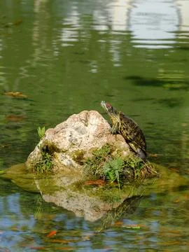 A turtle in the pond Stock Photos