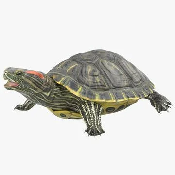 Turtle Pond Slider 3D Model