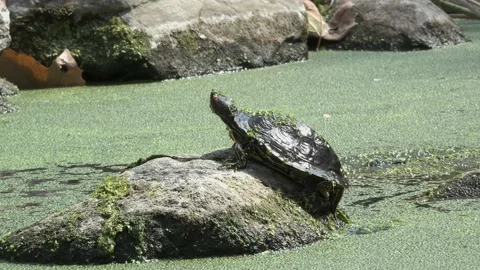 Turtle in pond sun bathing Video stock 211140531
