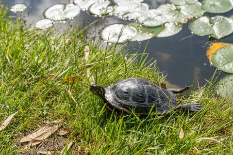 Turtle at the Pond's Edge. Stock Photos