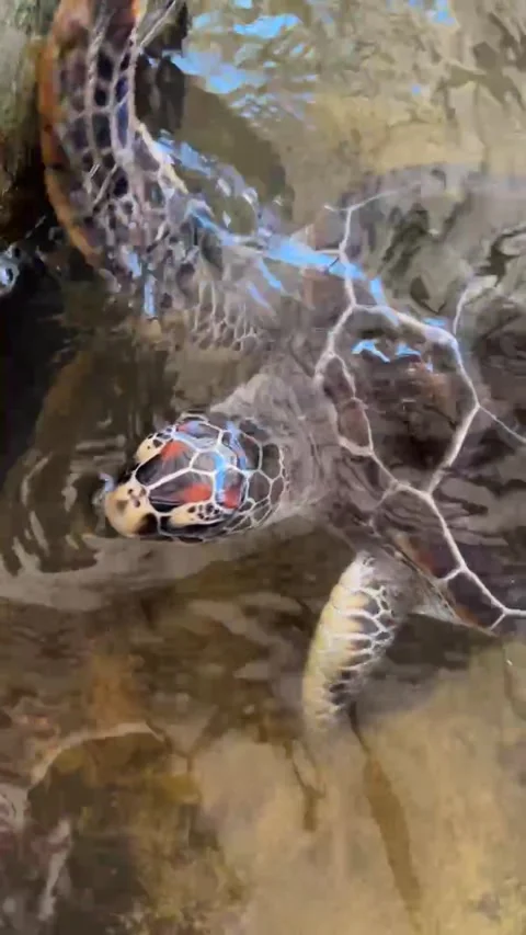 Turtle Pool At A Turtle Farm In Sri Lanka Stock Footage 253713933