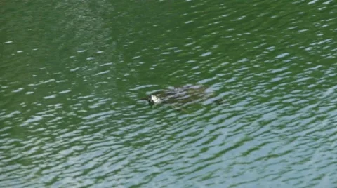 Turtle popping it's head up Stock-Footage 45178187