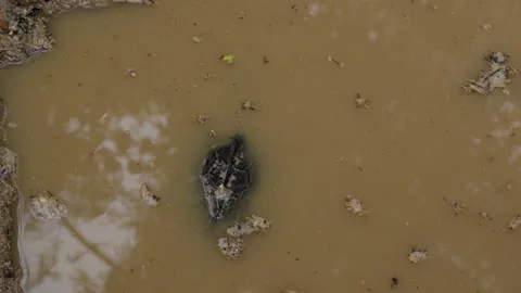 A turtle pops its head out of the water. Stock Footage 167839893