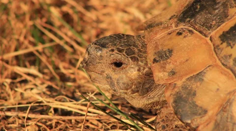 Turtle Portrait Stock Footage 27846140
