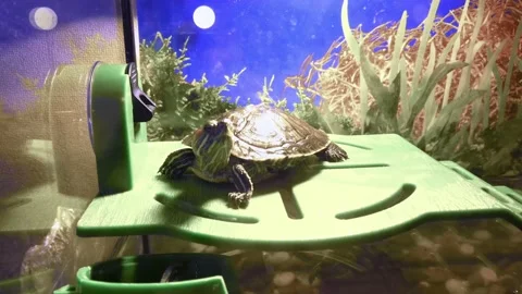 The turtle poses for the camera in the home aquarium on the green bridge. Stock Footage 147149425