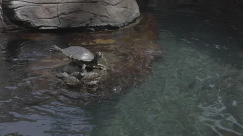 A turtle poses on a rock. Stock Footage 148057219