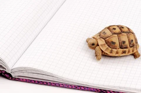 Turtle posing series Stock Photos