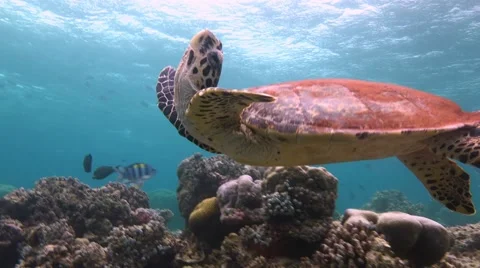 Turtle posing underwater videographer on the go stretching. Stock Footage 63221942