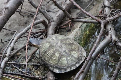 Turtle is positioned on a rocky area with branches around it, near a gently f Stock Photos