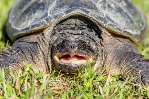 Turtle Pounce Photos