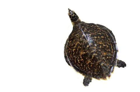 Turtle preserved Stock Photos