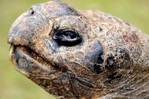 Turtle Profile Close Up Stock Photos