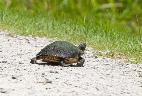 Turtle (pseudemys concinna) crossing the road Stock Photos