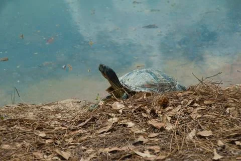 Turtle (pseudemys concinna) Stock Photos