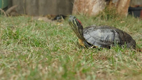 The turtle raised its head up and looked around Stock Footage 249959438