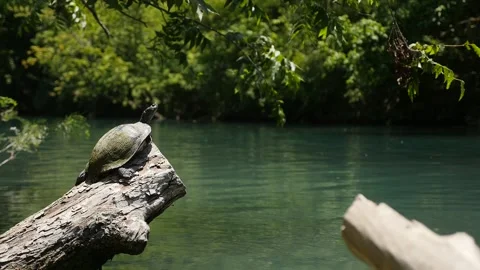 Turtle Really Chilling on Rock Video stock 148394994