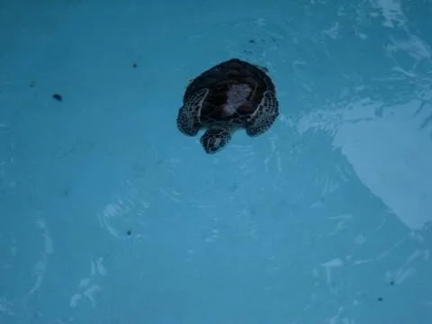 Turtle on recover area Stock Photos