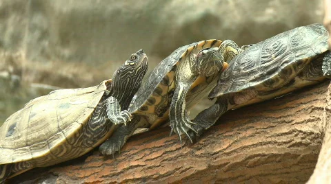 Turtle, red eared slider Stock Footage 480220