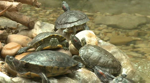 Turtle, red eared slider, sunbath on rocks Stock Footage 577615