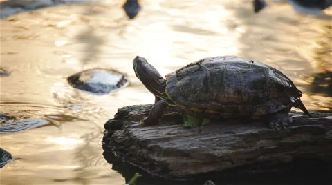 Turtle, Red-eared slider sunbathe on rock in pond, HD Stock-Footage 61931791
