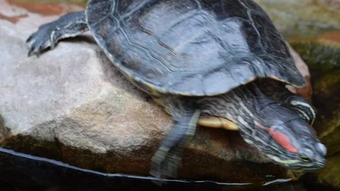 Turtle with red ears, American Stock Footage 89440607